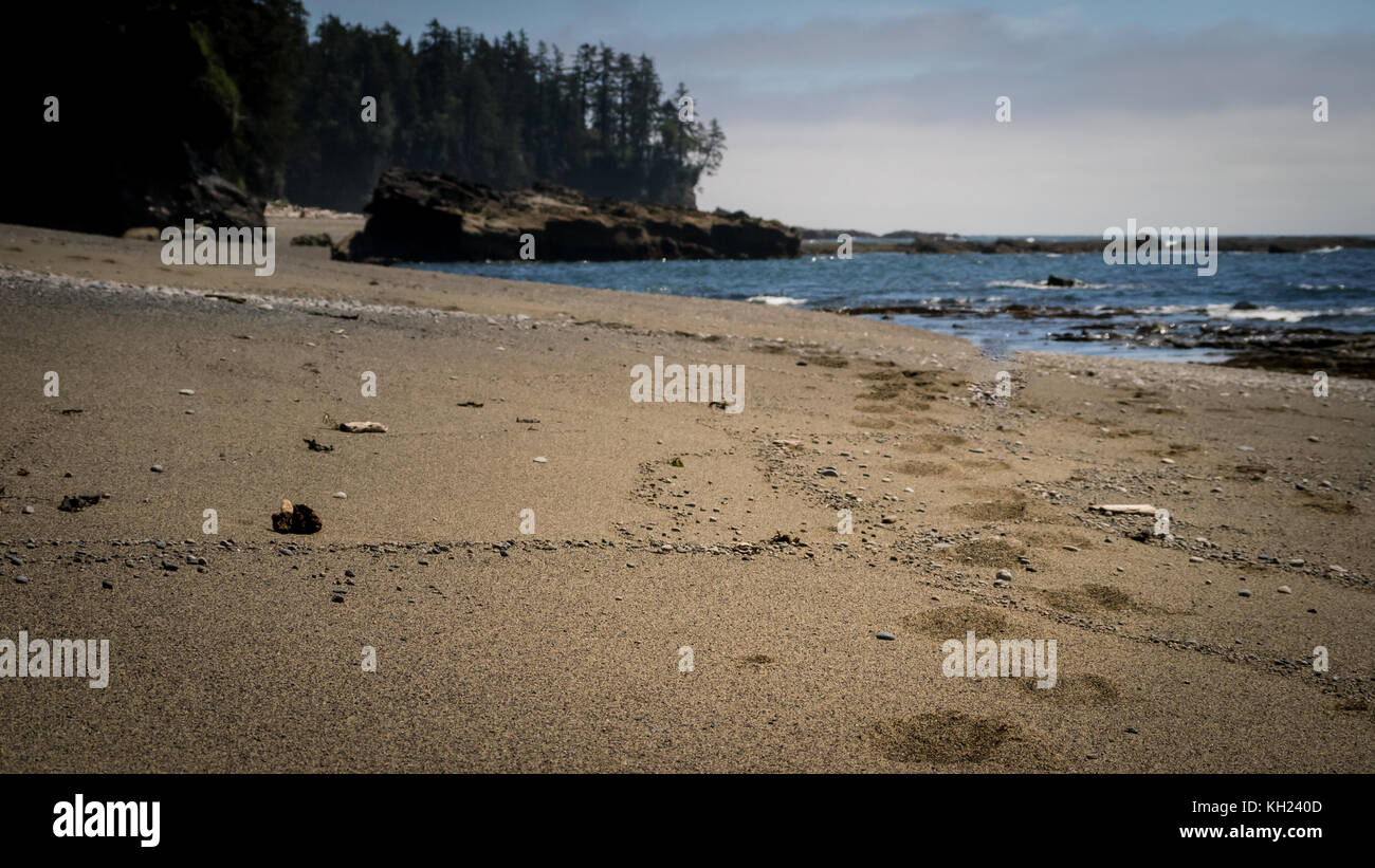 (West Coast Trail, Vancouver Island, BC, Kanada) Stockfoto