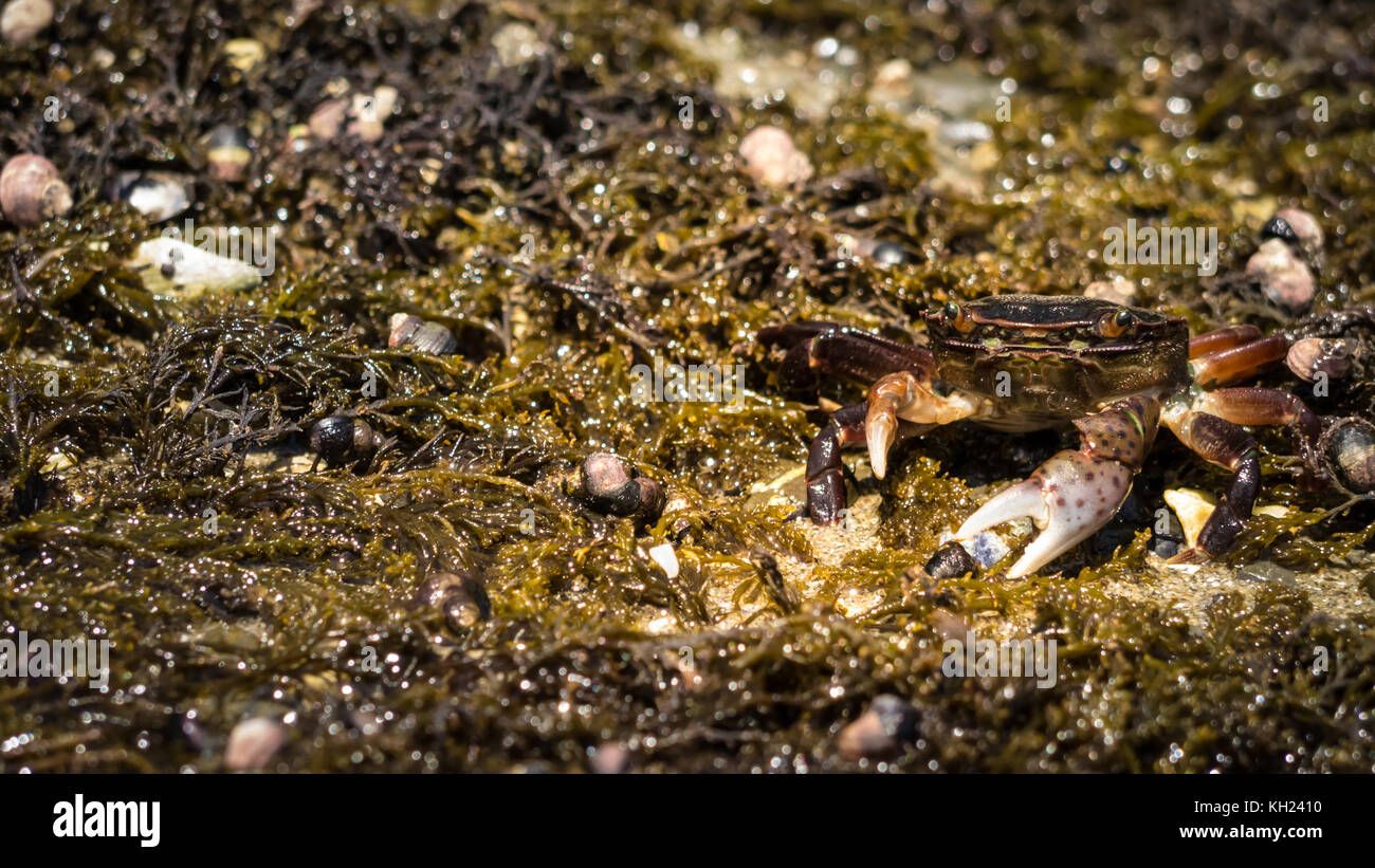 Einer von Hunderten von Krabben, die entlang der Spur gefunden werden können, oft versteckt und Fütterung in Algen patches (West Coast Trail, Vancouver Island, BC, Kanada) Stockfoto