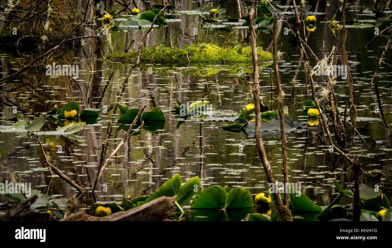 (West Coast Trail, Vancouver Island, BC, Kanada) Stockfoto