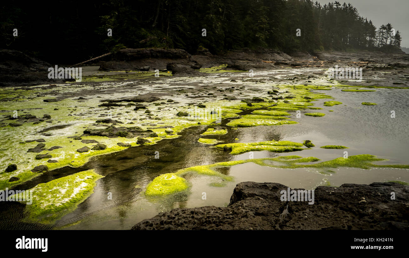 (West Coast Trail, Vancouver Island, BC, Kanada) Stockfoto