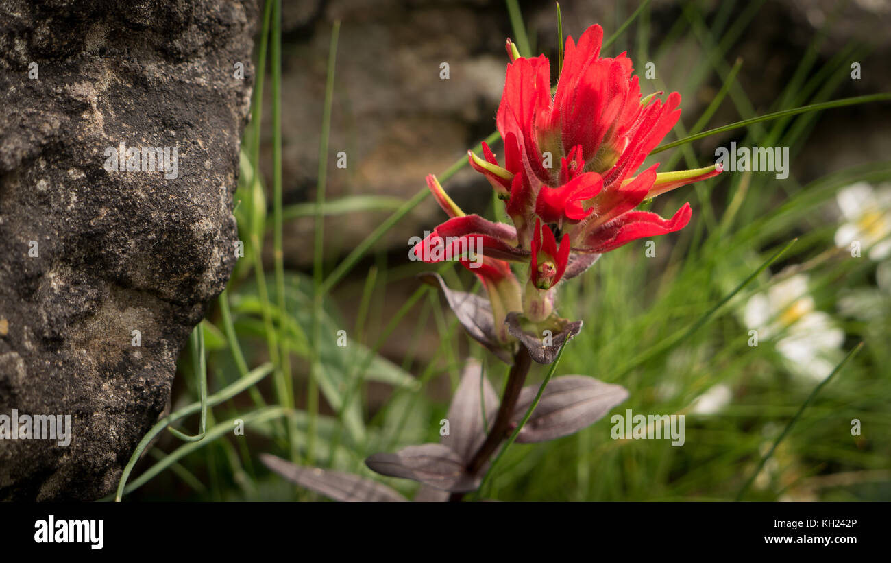 Eine frühe Indian Paintbrush blühenden trotz der rauen Bedingungen entlang der Küste (West Coast Trail, Vancouver Island, BC, Kanada) Stockfoto