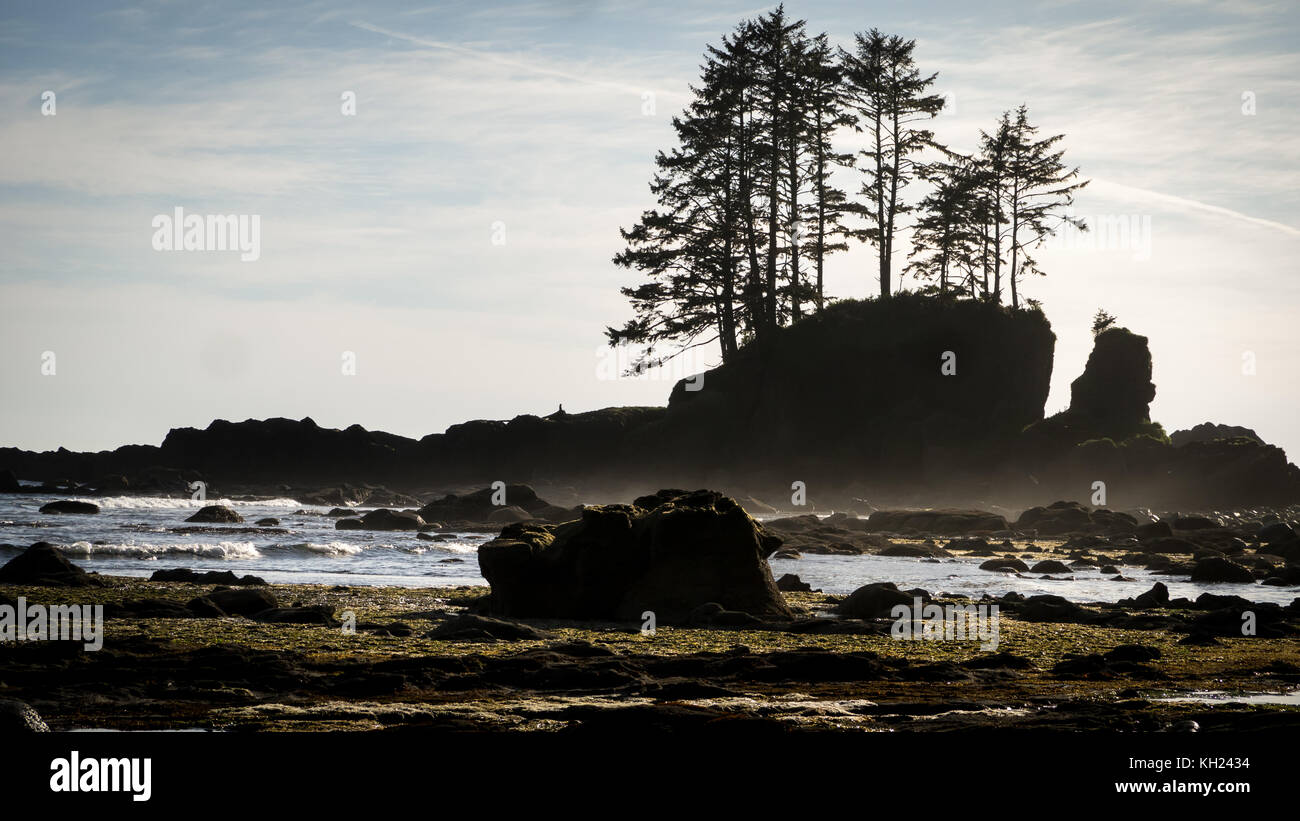 Typische Szene entlang der Küste: iconic Bäume auf Felsen, die für Meilen am Strand entlang (West Coast Trail, Vancouver Island, Kanada gesehen werden kann) Stockfoto