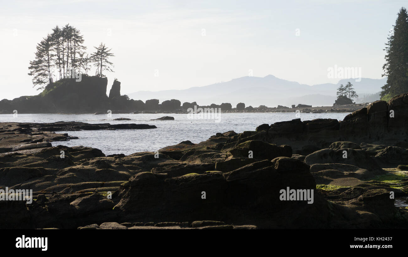 Typische Szene entlang der Küste: iconic Bäume auf Felsen, die für Meilen am Strand entlang (West Coast Trail, Vancouver Island, Kanada gesehen werden kann) Stockfoto