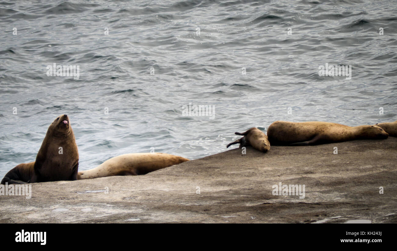 Seelöwenkolonie, die man am 1. Tag entlang der Küste wandern sieht, beginnend von Pachena Bay (West Coast Trail, Vancouver Island, BC, Kanada) Stockfoto
