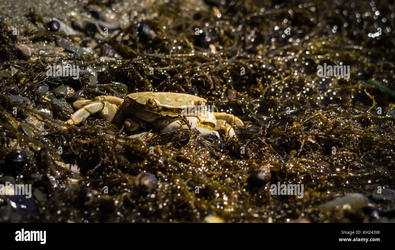 Einer von Hunderten von Krabben, die in den Algen entlang der Küste gefunden werden konnte (West Coast Trail, Vancouver Island, BC, Kanada) Stockfoto