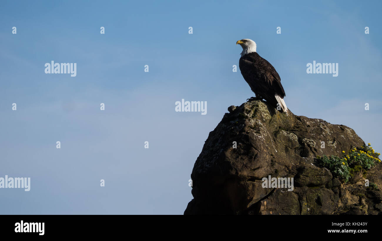 (West Coast Trail, Vancouver Island, BC, Kanada) Stockfoto