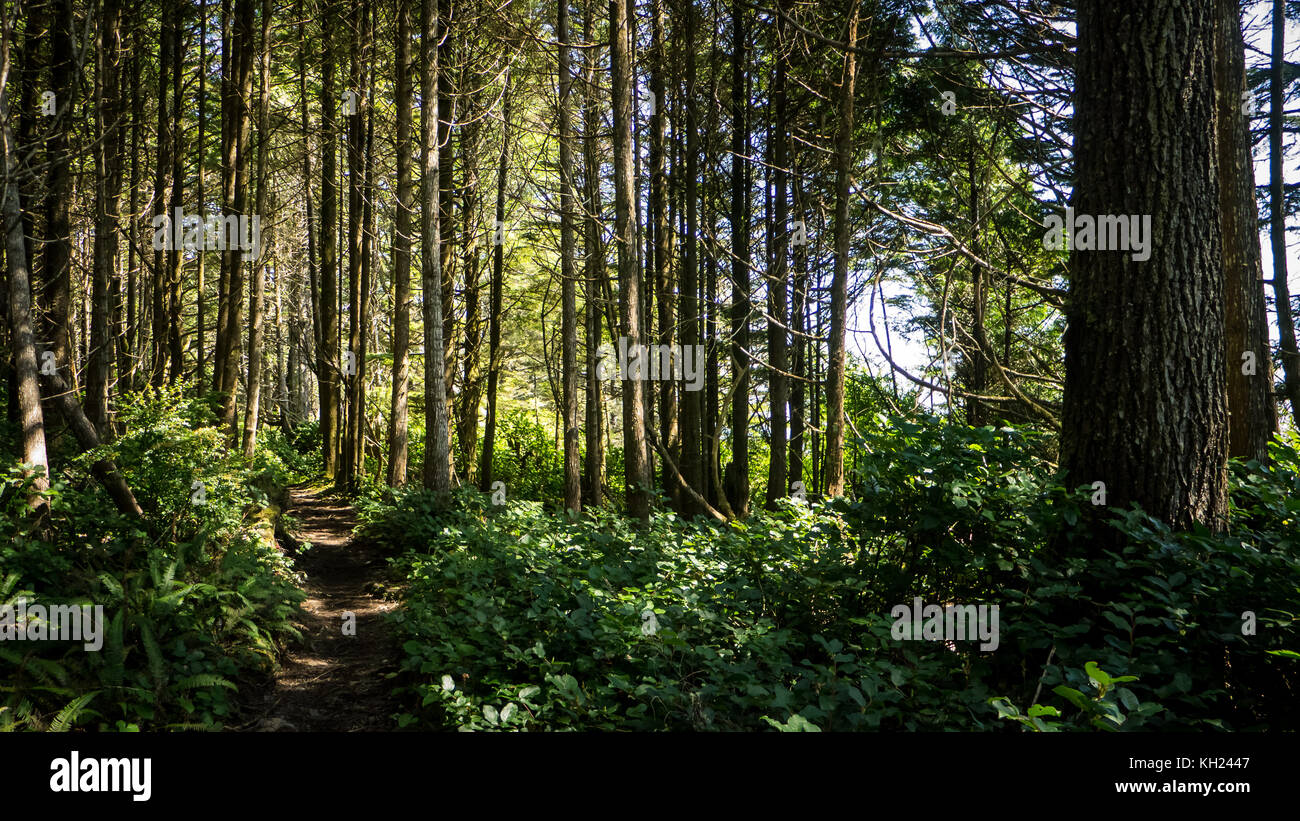 Einfache Forstweg in der Nähe vom Strand (West Coast Trail, Vancouver Island, BC, Kanada) Stockfoto
