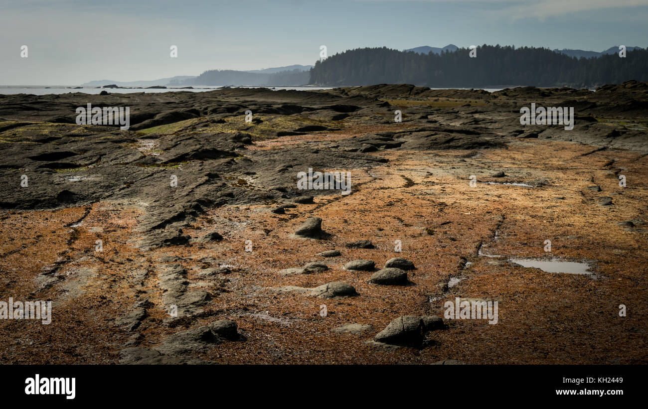 Wunderschöne Farben von den Algen auf den Felsen um Dare Point (West Coast Trail, Vancouver Island, BC, Kanada) Stockfoto