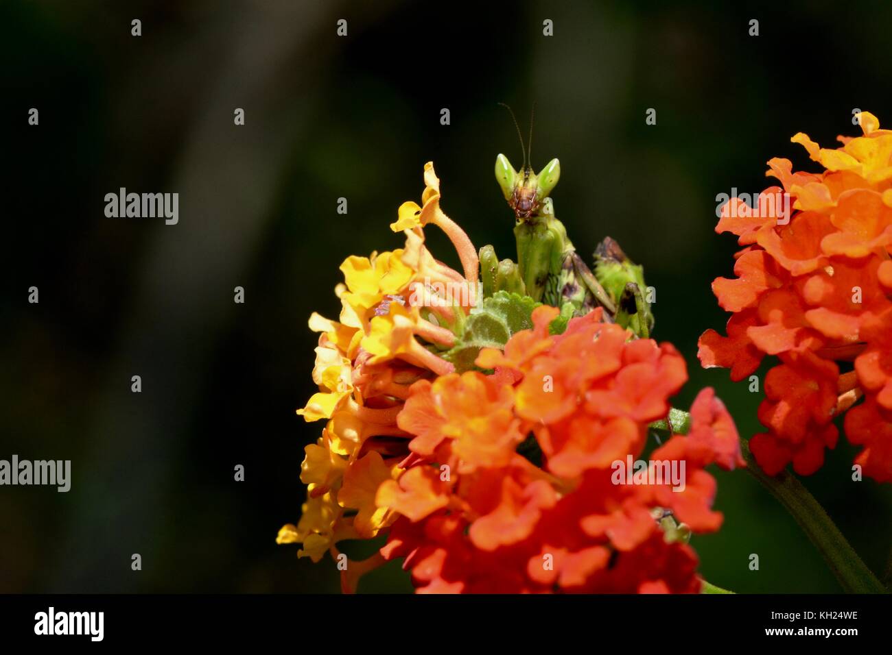 Gottesanbeterin auf lantana Blumen in Kampot, Kambodscha Stockfoto