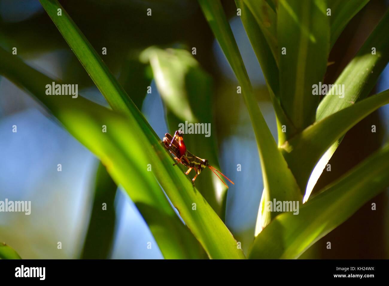 Helle Farben auf eine Heuschrecke, Borneo Stockfoto