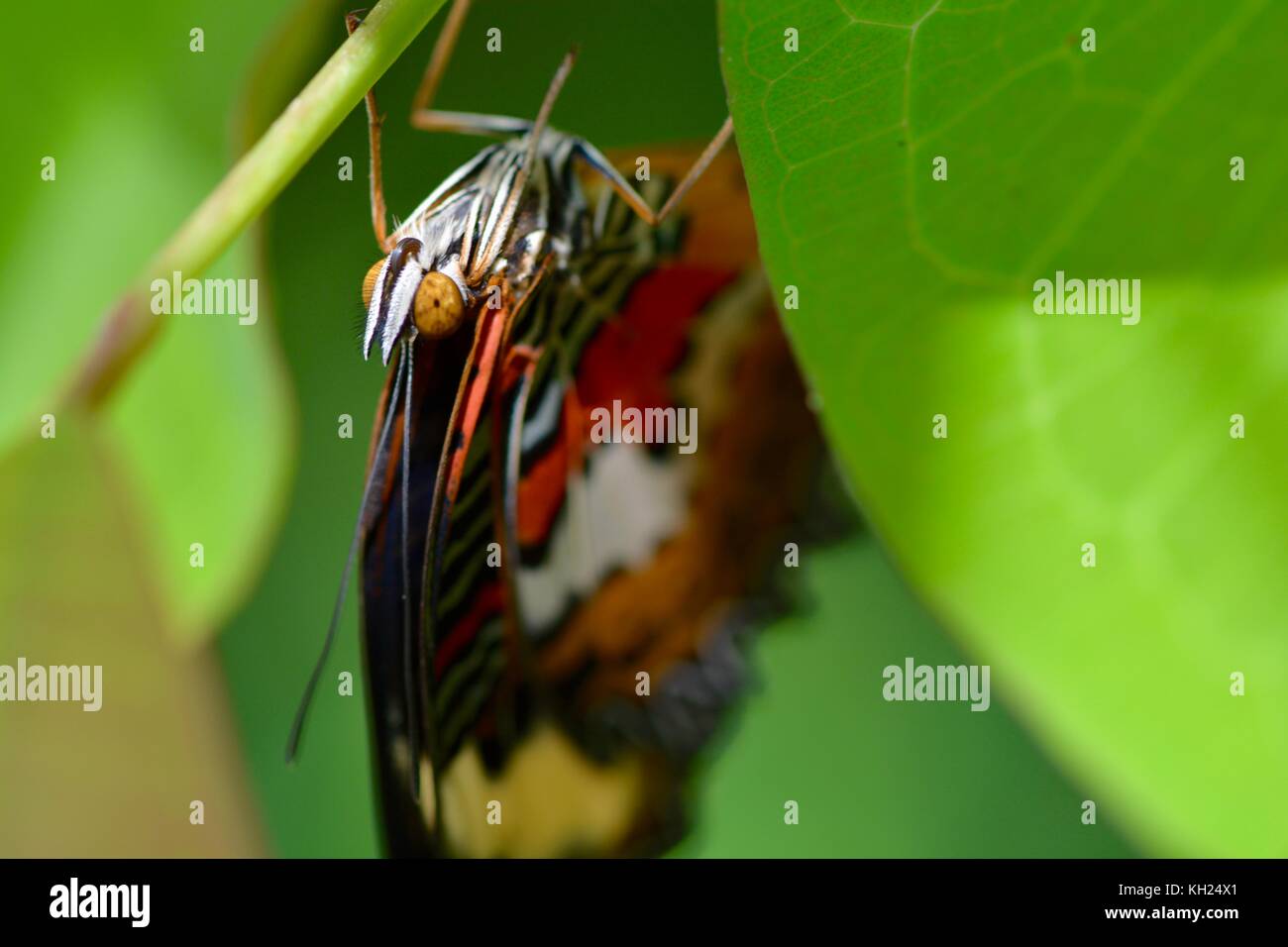 Neu rot florfliege Schmetterling aus Borneo entstanden Stockfoto