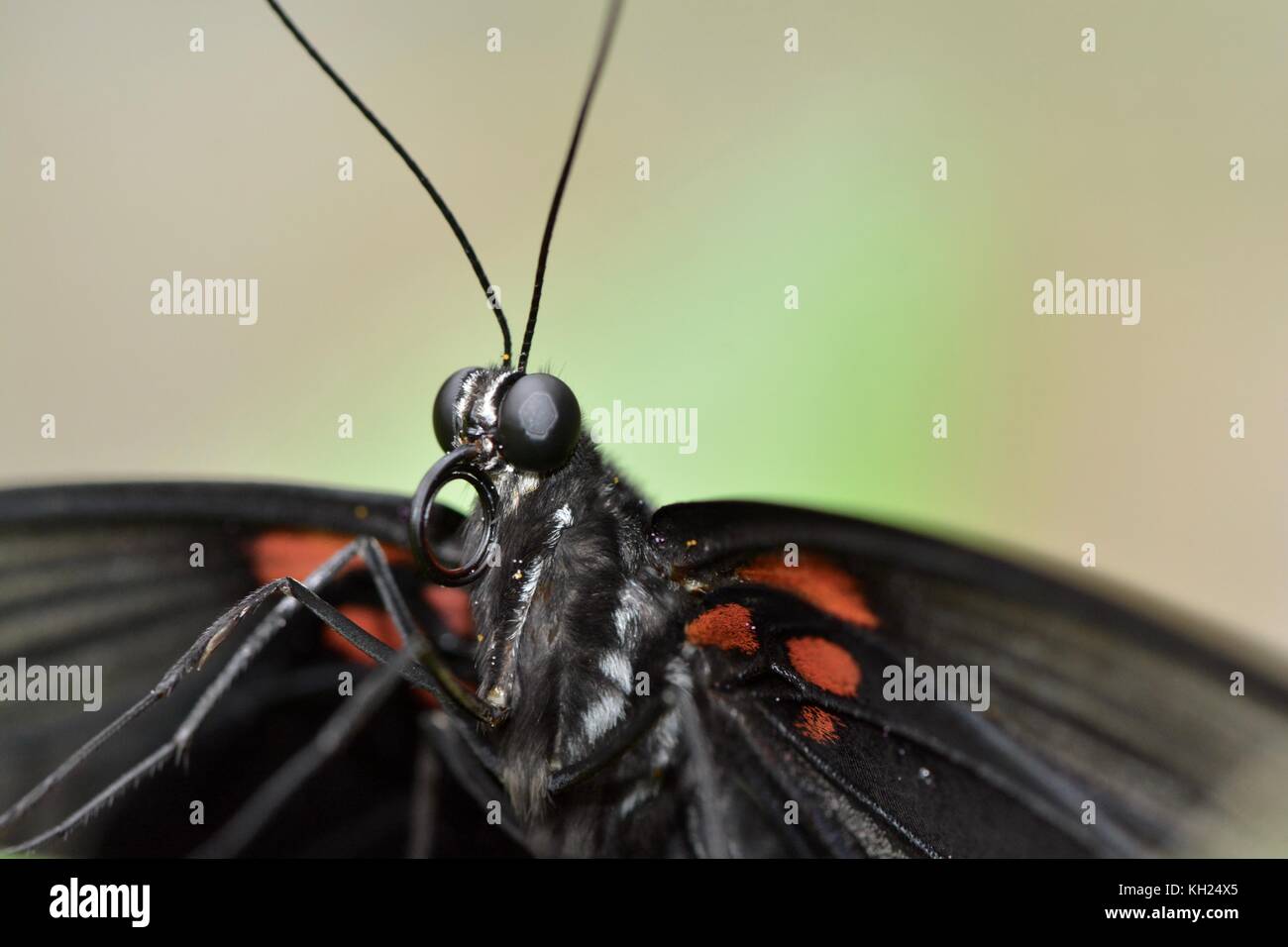 Nahaufnahme einer scharlachroten Mormone Schmetterling Stockfoto