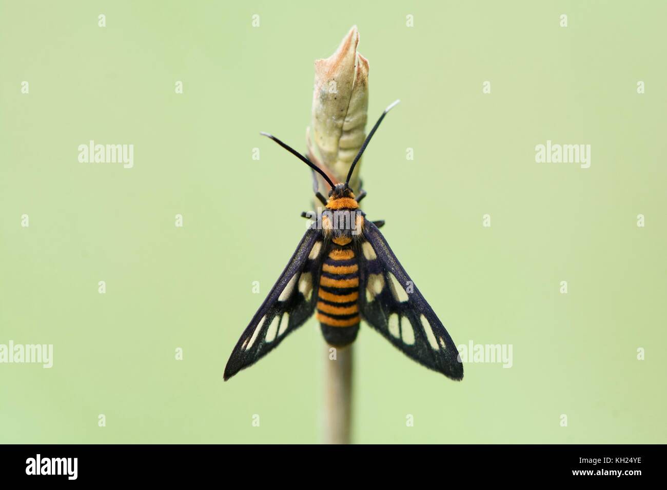 Wasp Motte auf der hellgrünen Hintergrund Stockfoto