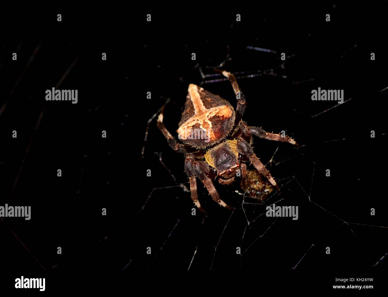 Verlassene web orb Weaver parawixia Dehaani mit Beute Stockfoto