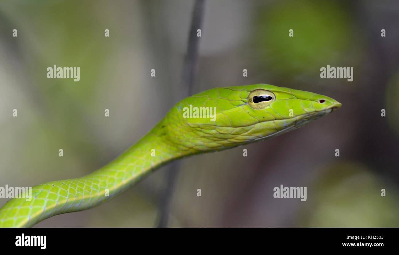 Kopf geschossen von einem grünen Weinstock Schlange im Gebüsch in der Nähe eines Bornesischen Strand genommen Stockfoto