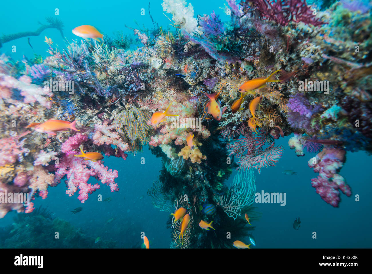 Fischriffe mit weicher Koralle und Meeresgoldie. Owase, Mie, Japan Stockfoto