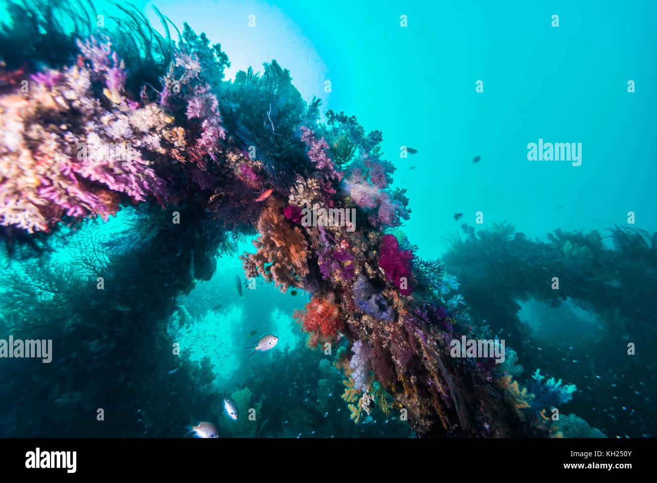 Fischriffe und Sonnenlicht und weiche Korallen. Owase, Mie, japan Stockfoto