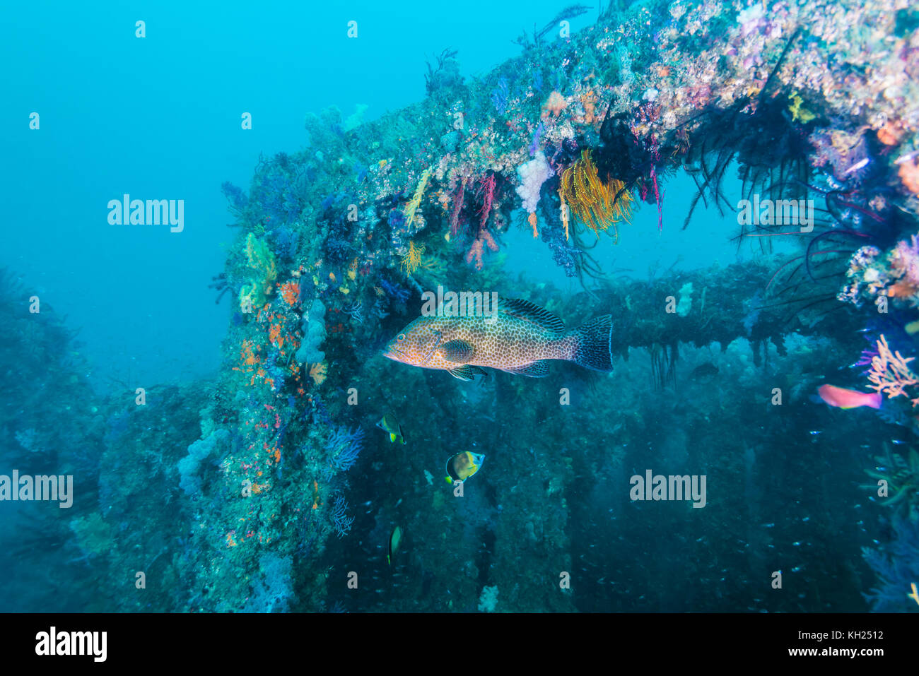 Zackenbarsch und Fischriffe mit weicher Koralle. Owase, Mie, Japan Stockfoto
