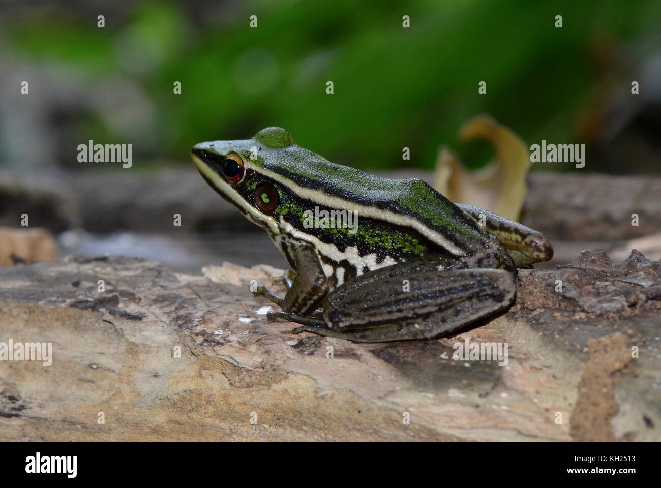 Grüne paddy Frosch Stockfoto