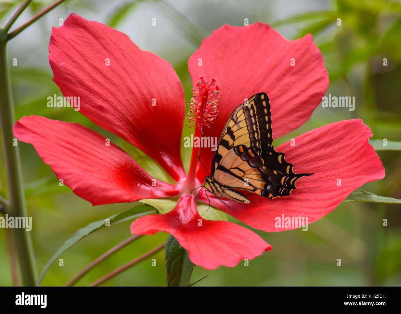 Ein Eastern Tiger Swallowtail auf einem scharlachroten Hibiscus Stockfoto