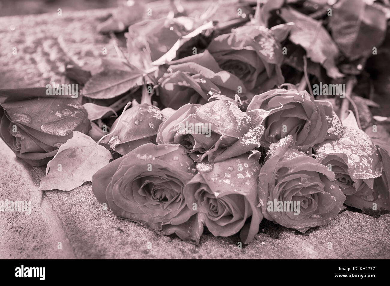 Rosen mit Frost auf Steinplatte. Schwarz und Weiß sepia getonten Bild Stockfoto
