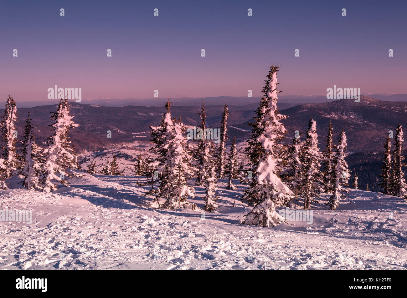 Malerische winter Blick von oben mit einem rosa Sunrise, Fichte mit Schnee auf den Ästen und Schneeverwehungen auf dem Hintergrund der Berge Stockfoto