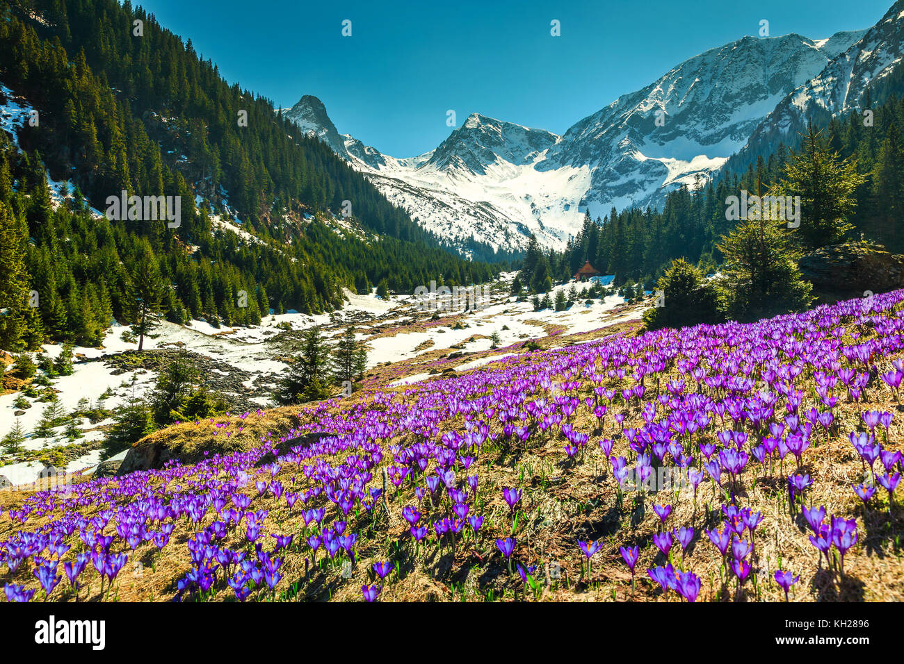 Erstaunlich bunten frischen lila Krokusse Blumen und atemberaubender Frühling Landschaft im Tal sambata, Fagaras Gebirge, Karpaten, Siebenbürgen, Romani Stockfoto