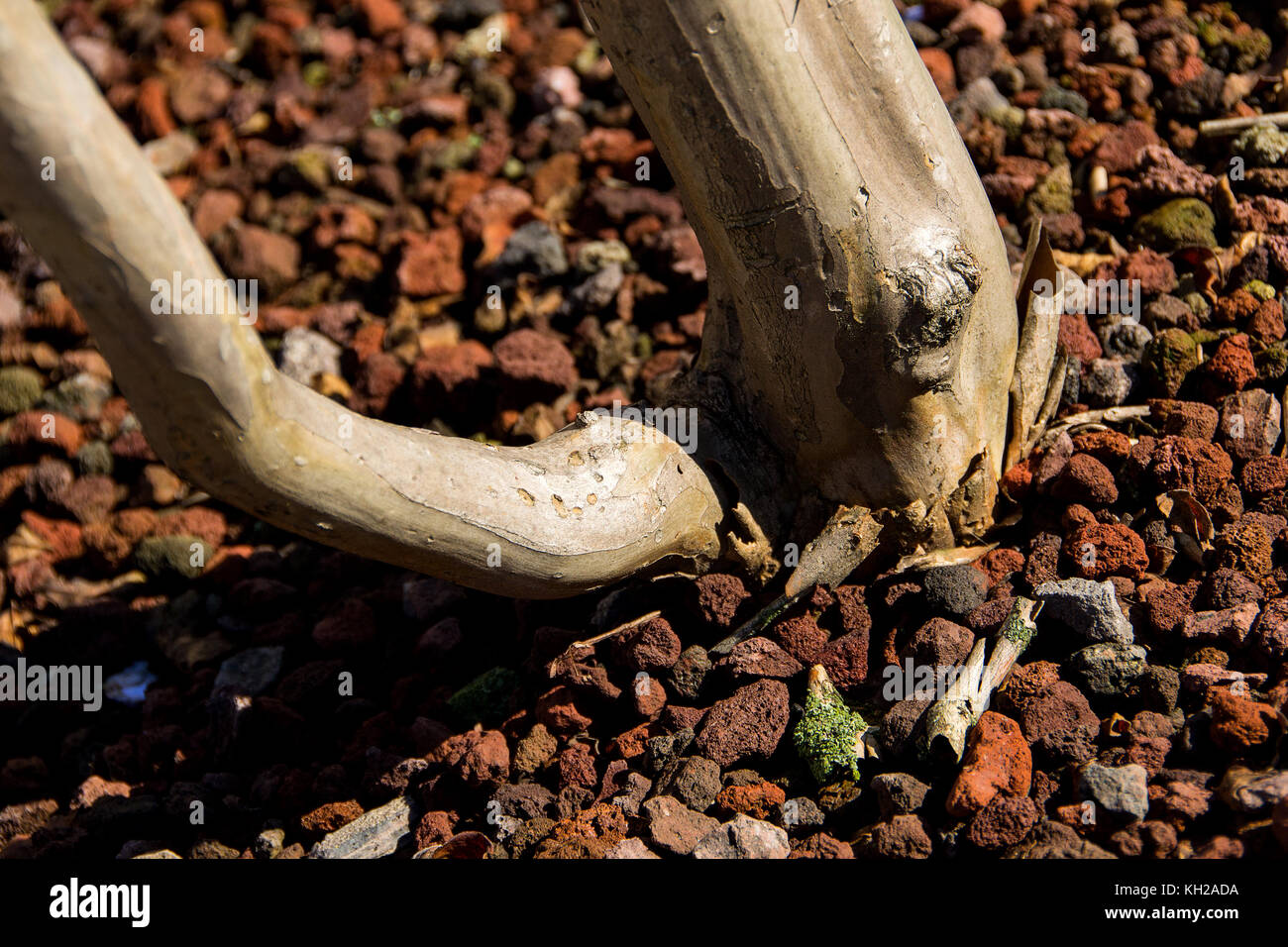 Einen jungen Baum dort und vom Boden aus Stockfoto