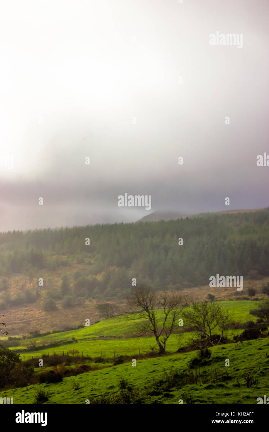 Grüne Felder und Berge im Nebel, aßen und Baum Stockfoto