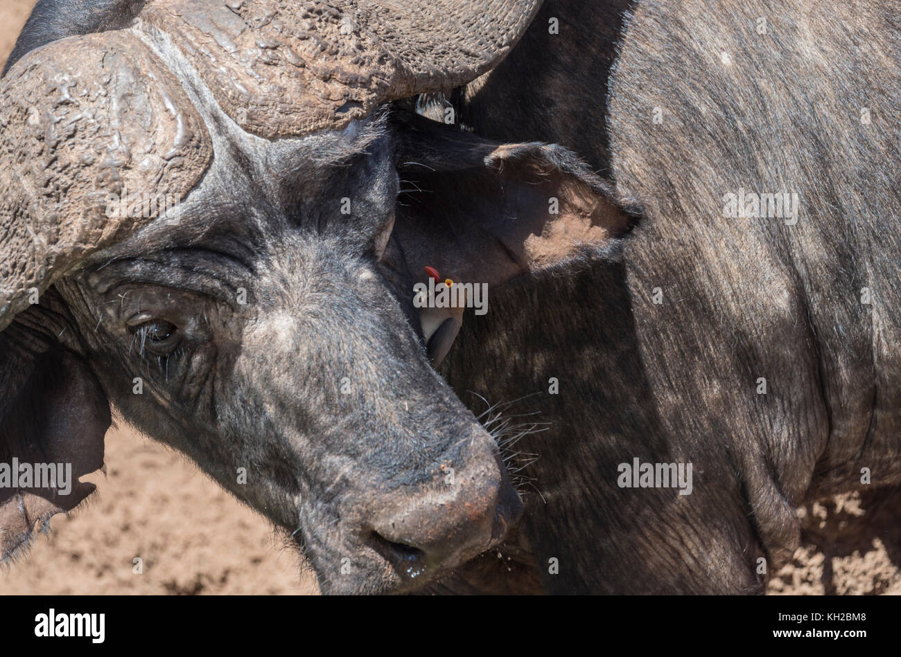 Red-billed oxpecker (Buphagus erythrorhynchus) auf einem Kaffernbüffel (Syncerus Caffer) Stockfoto