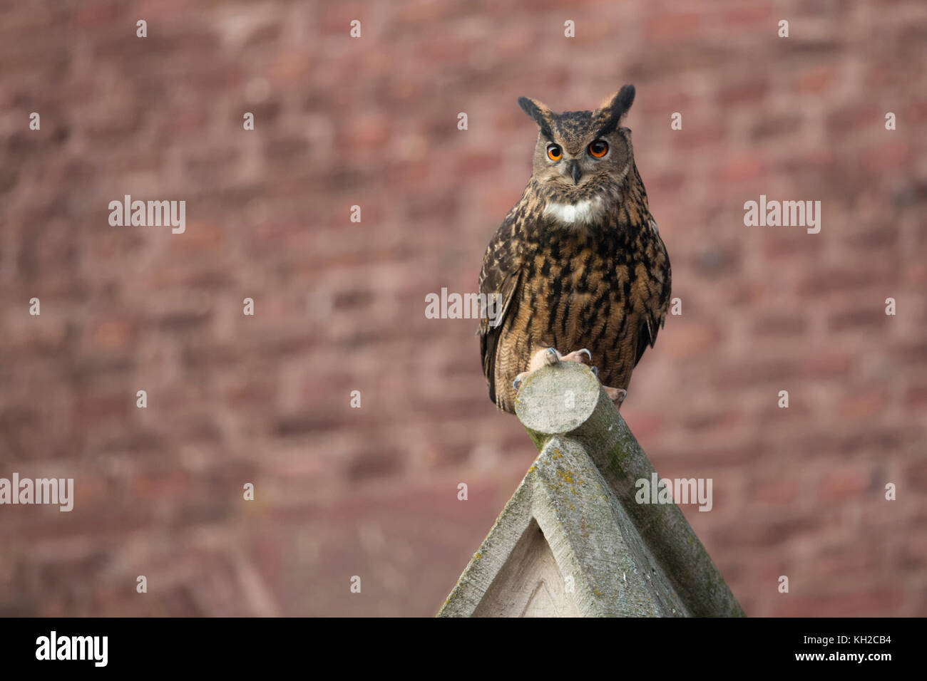 Eurasische Eule / Uhu ( Bubo bubo ) Erwachsene Männchen, thront auf einem Kirchenkiebel, städtische Umgebung, beobachten, Frontalansicht, Tierwelt, Europa. Stockfoto
