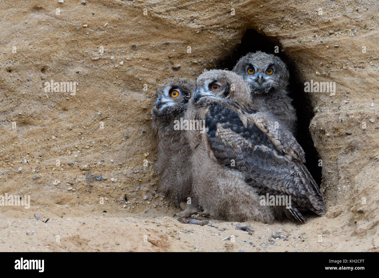 Eurasischen Uhus/europaeische Uhus (Bubo bubo), drei Küken in der Eingang ihrer Verschachtelung Burrow, nett und lustig Wildlife, Europa. Stockfoto