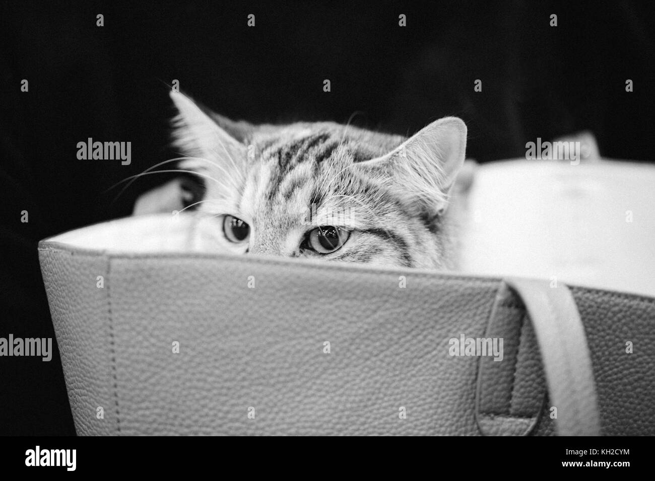 Süße Katze Außerhalb suchen von innen Tasche. Stockfoto