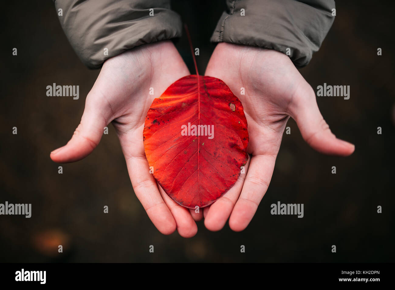 Bunte Herbst Blatt in der Frau Hände, bis Foto schliessen. Stockfoto