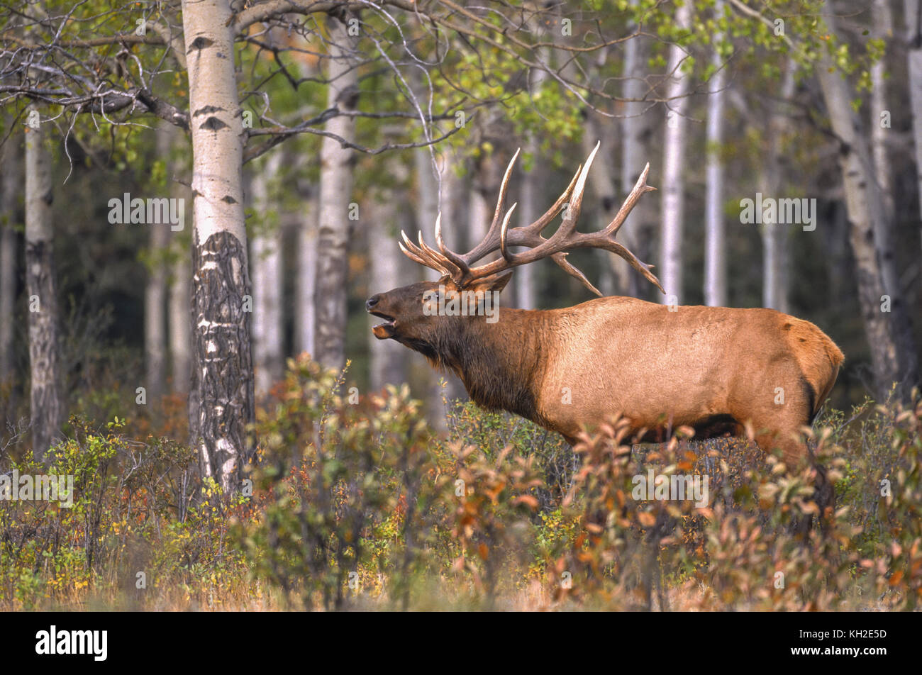 Bullenelche oder Wapiti während der Herbstrute in Alberta Kanada Stockfoto