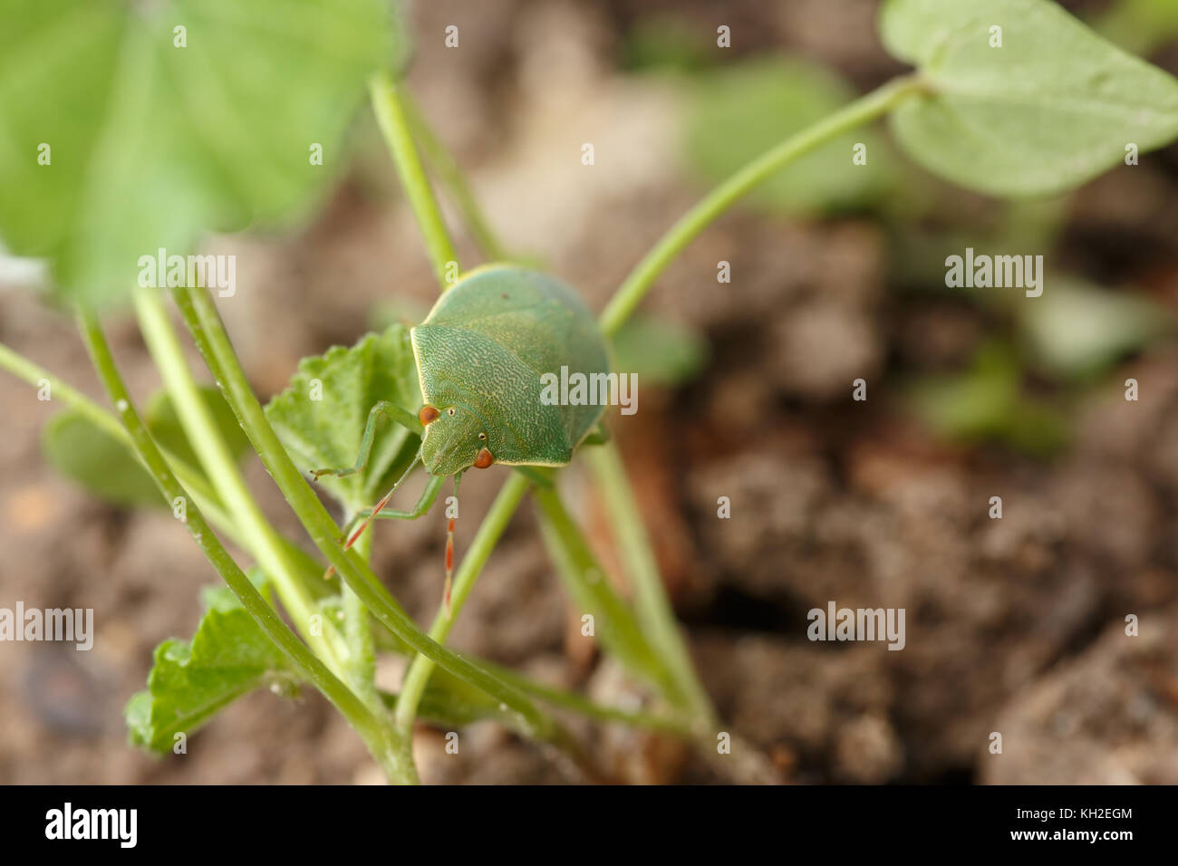 Kleine südliche Grün stinken Bug mit roten Augen und Antennen klettern die dünnen Stangen von winzigen Unkraut. Makro des Nezara viridula, die als Insekt-schädling Stockfoto