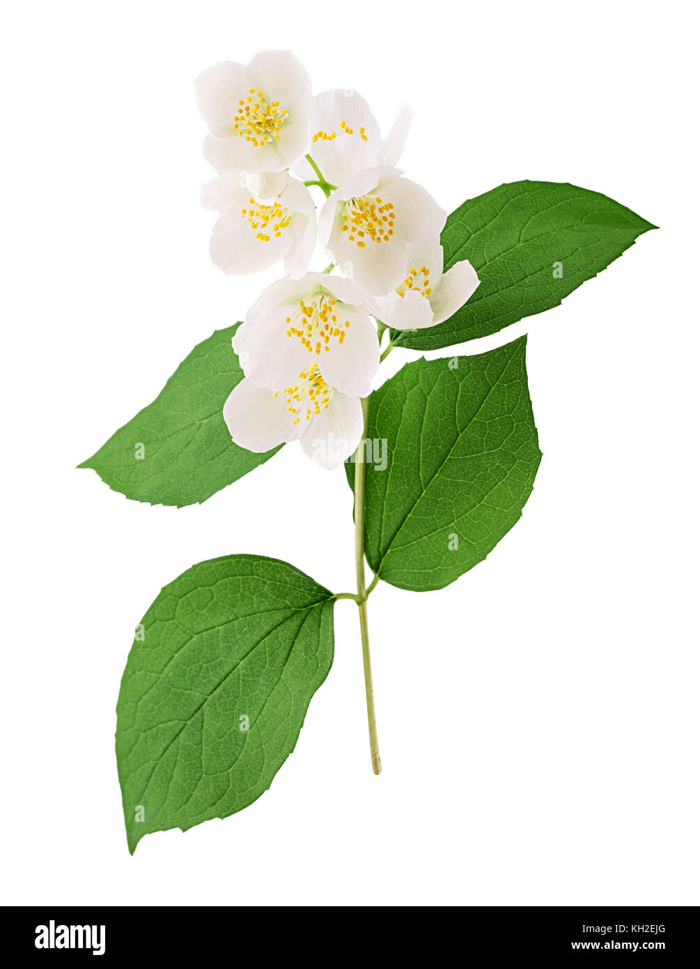 Niederlassung von Jasmin Blumen auf weißem Hintergrund. Freistellungspfad Stockfoto
