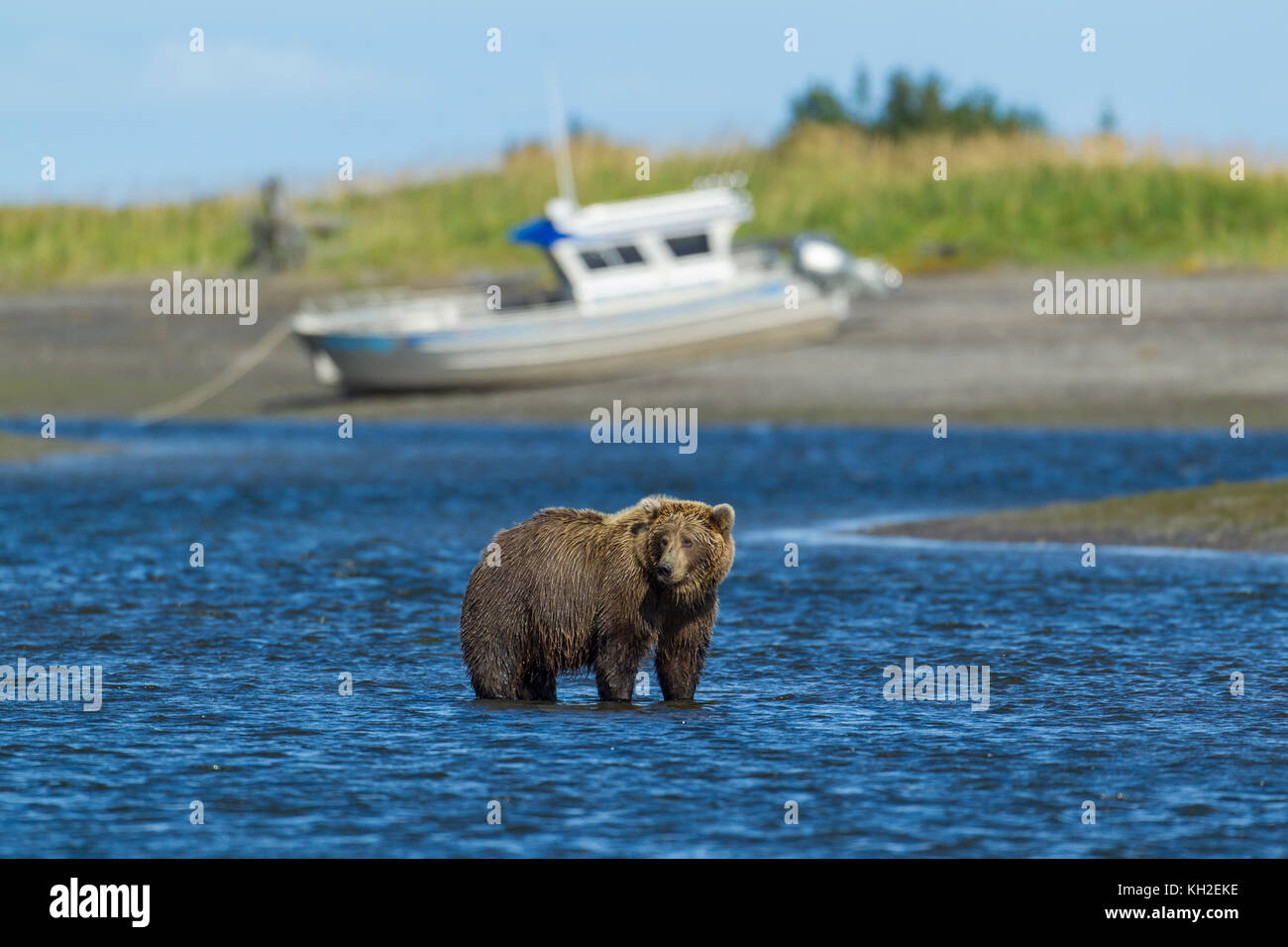 Alaskan Brown bear in der Nähe von Ocean in Lake Clark National Park, Stockfoto