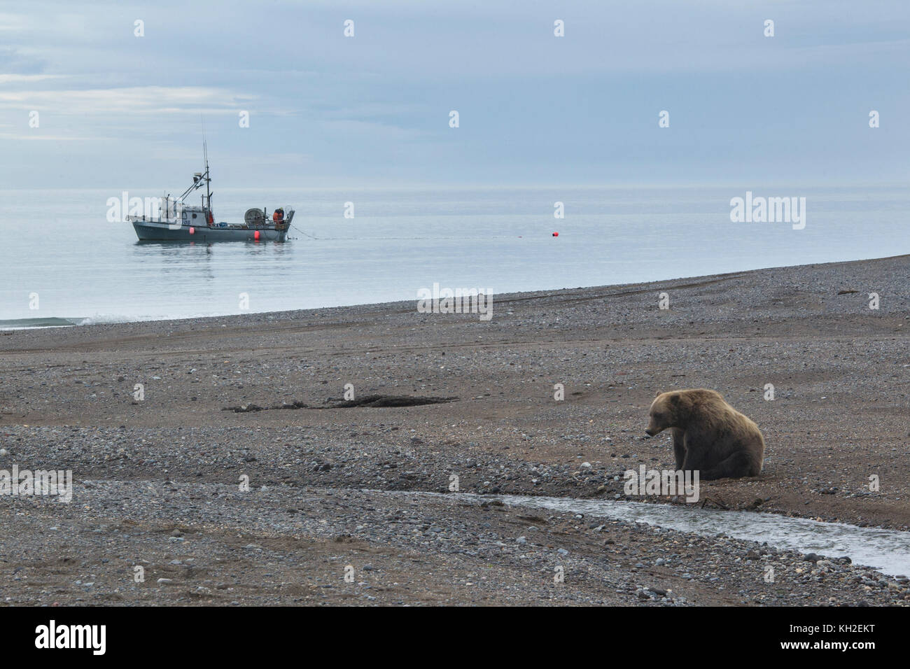 Alaskan Brown bear in der Nähe von Ocean in Lake Clark National Park, mit einem Boot im Hintergrund Stockfoto