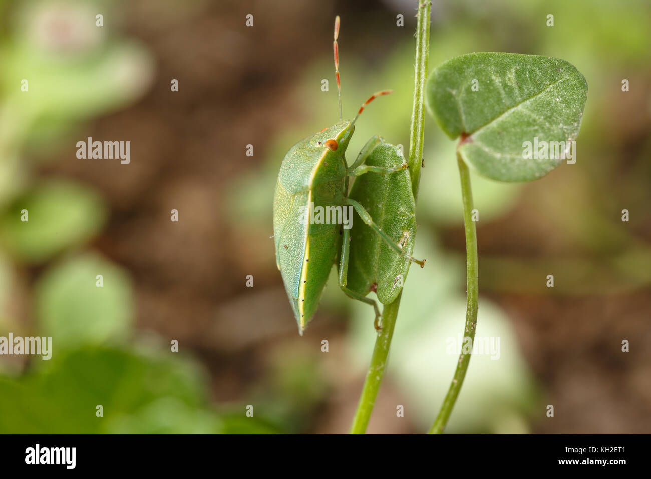 Southern green shield Bug findet seinen Liebling verlässt. Beispiel für die Mimikry der Nezara viridula der lokalen Vegetation von Raubtieren zu verbergen Stockfoto