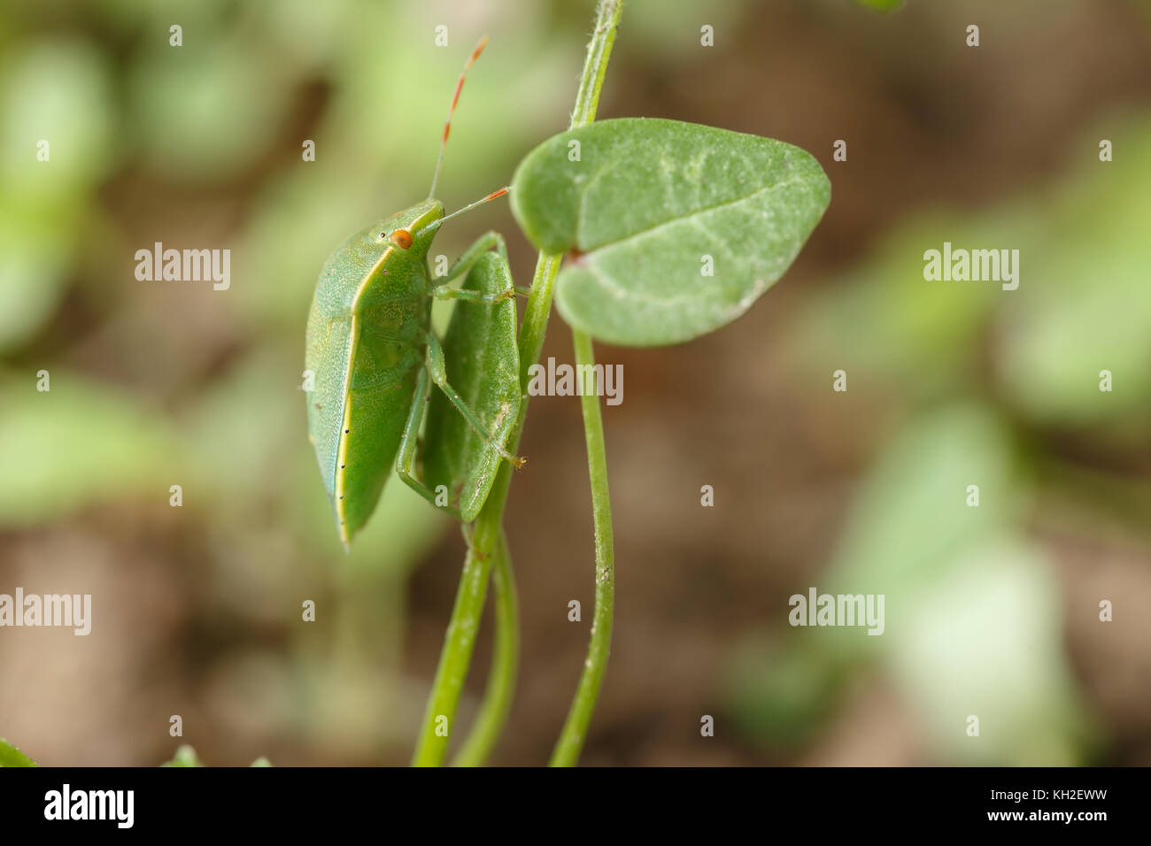 Grüne Bug findet seinen Liebling verlässt. Beispiel für perfekten Mimikry von Nezara viridula der lokalen Vegetation von Vögel und andere Insekten zu verbergen Stockfoto