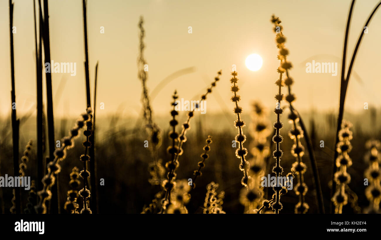 Segge Gras mit weichen Rime und aufgehende Sonne. carex echinata. Abstrakte künstlerische Szene mit Silhouetten von Pflanzen bei Sonnenaufgang. kleine Tiefe der Schärfe. Stockfoto