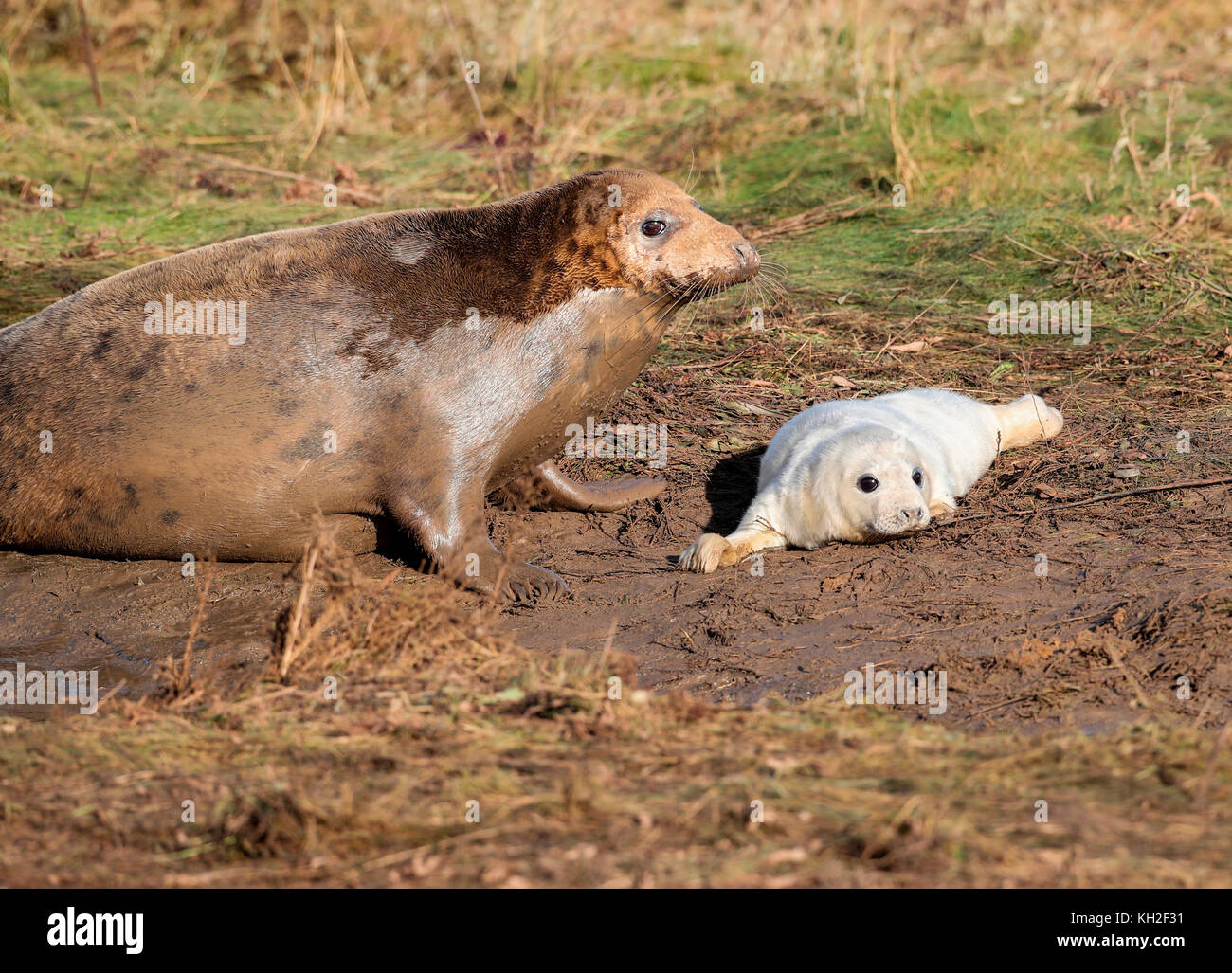 Kegelrobbe (halichoerus grypus und Pup) Stockfoto