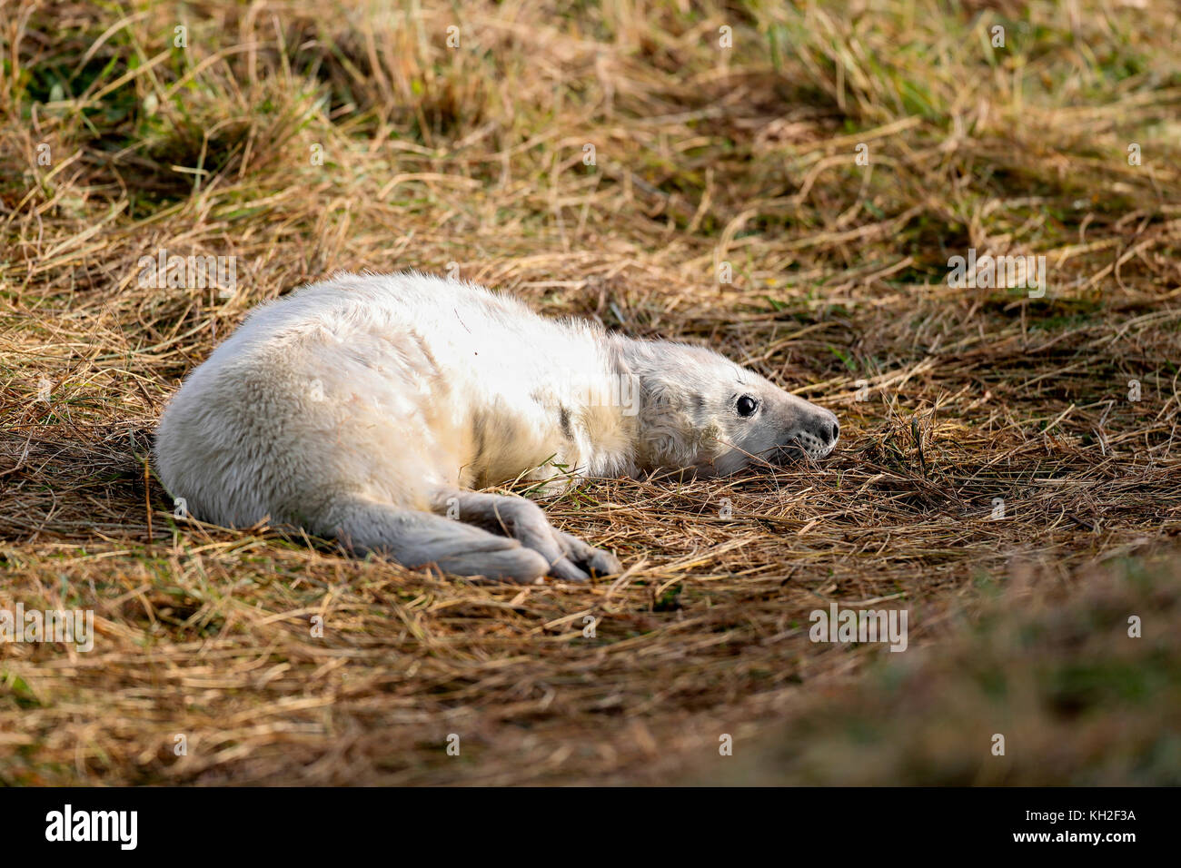 Kegelrobbe (halichoerus grypus) pup Stockfoto