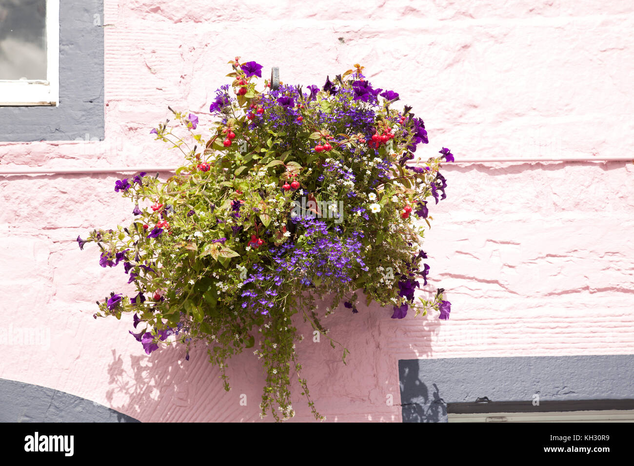 Pink Flower Pot mit roten und violetten Pflanzen auf der Straße unter einer Rosa getünchte Wand Stockfoto