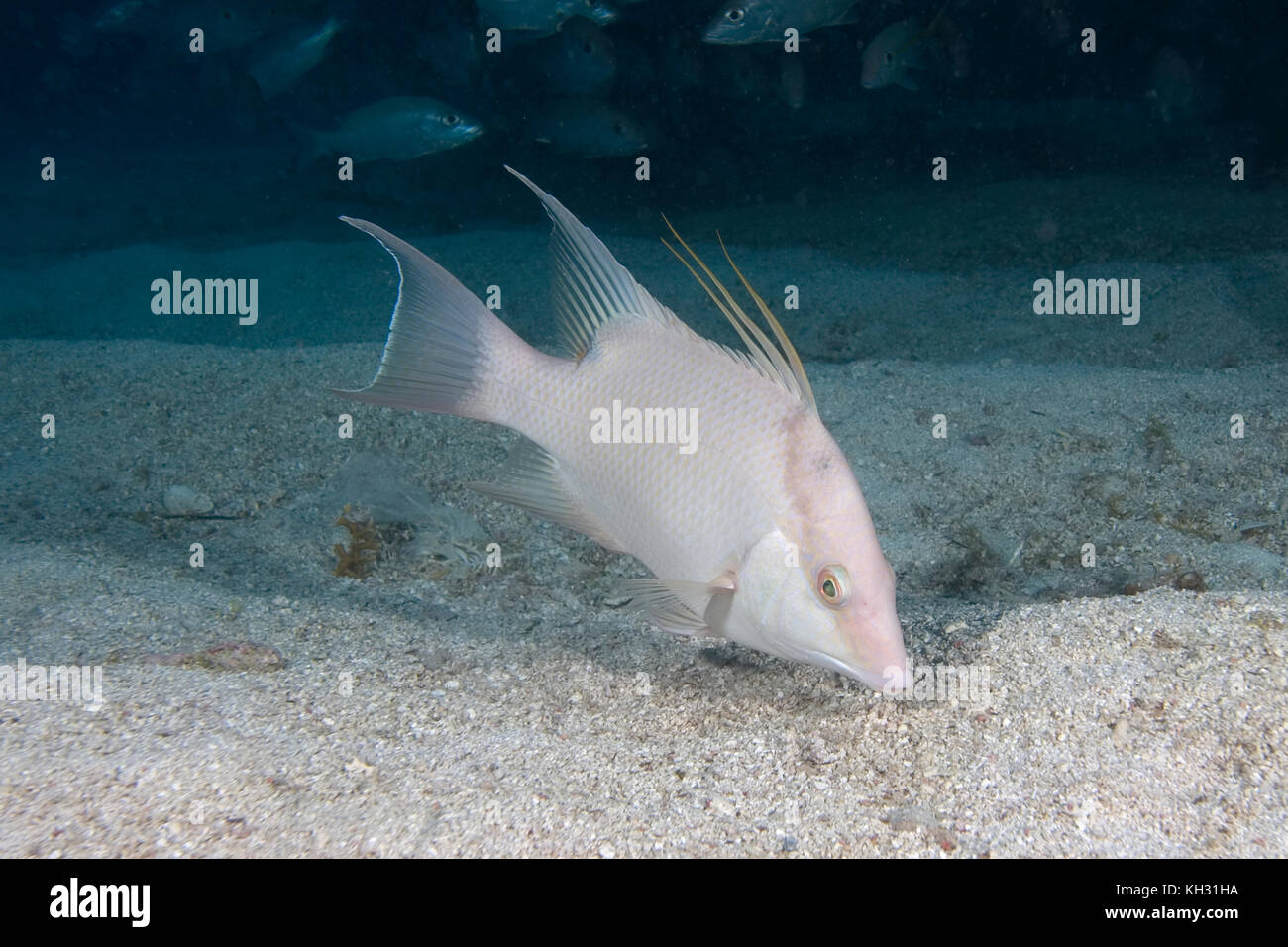 Lachnolaimus Hogfish, Maximus, Florida Keys National Marine Sanctuary Stockfoto