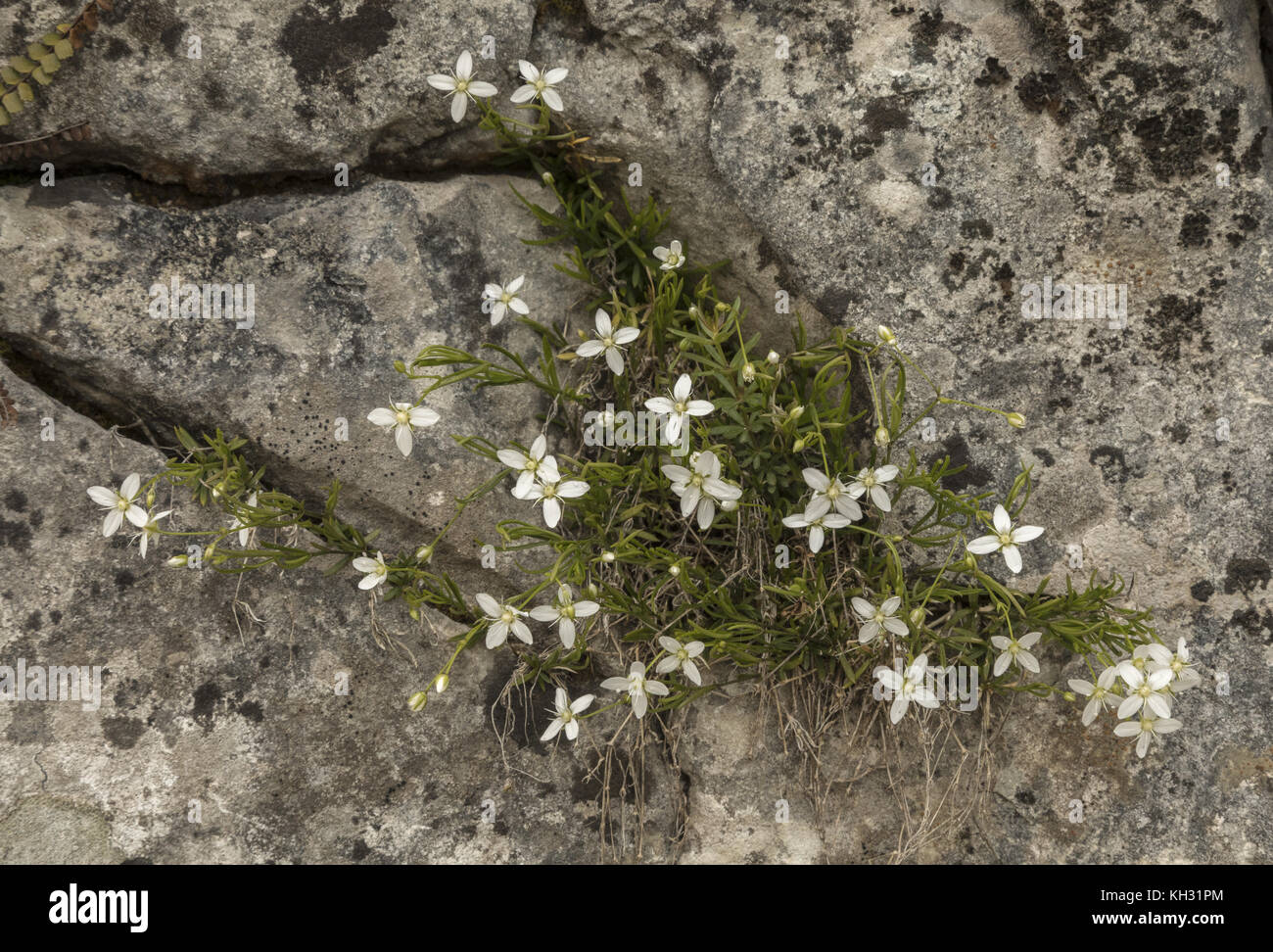 Moosige Sandwort, Moehringia muscosa, in Kalkstein Felsspalte, Plitvice, Kroatien. Stockfoto