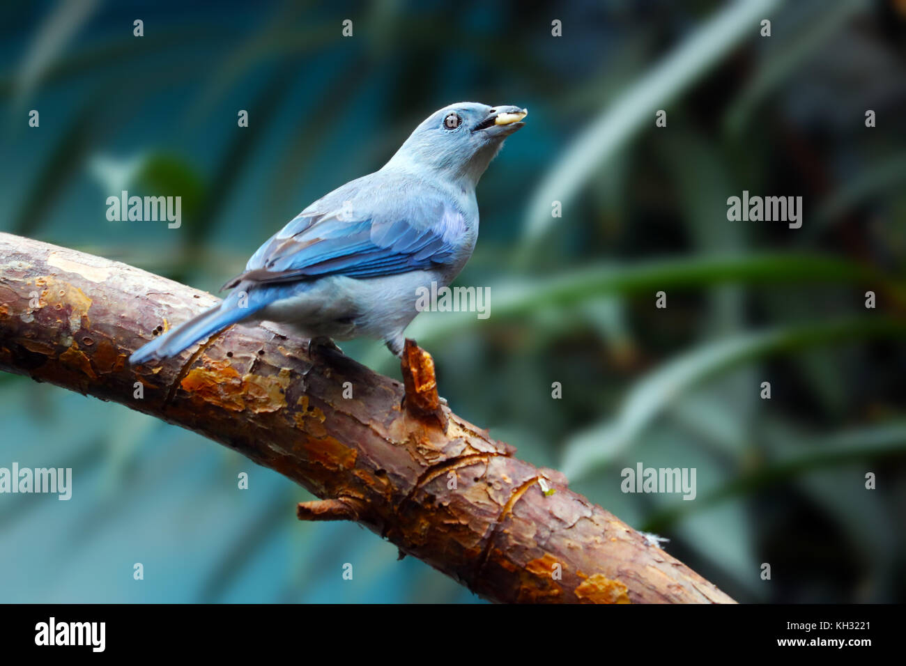 Blau-grau tanager Vogel Holding ein Stück Obst in seinem Schnabel sitzt auf einem Ast Stockfoto