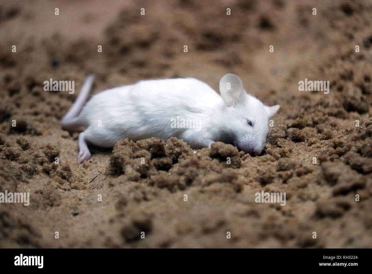 Toten weißen Maus auf der Seite liegend auf einem sandigen Boden Stockfoto
