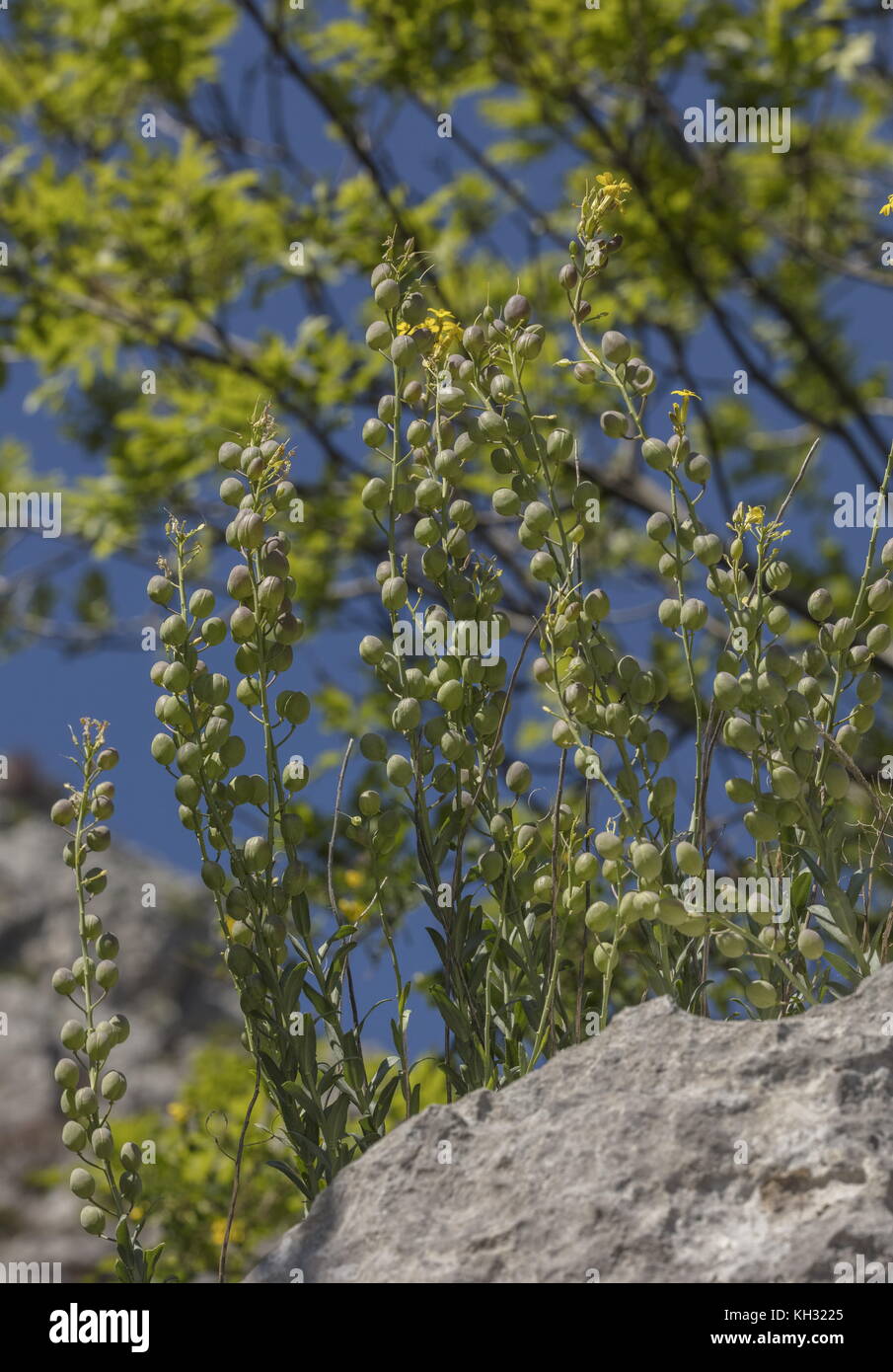 Eine gelbe Kreuzblütler, Aurinia sinuata, Alyssoides Linearis, Obst; auf Kalkstein, Kroatien. Stockfoto